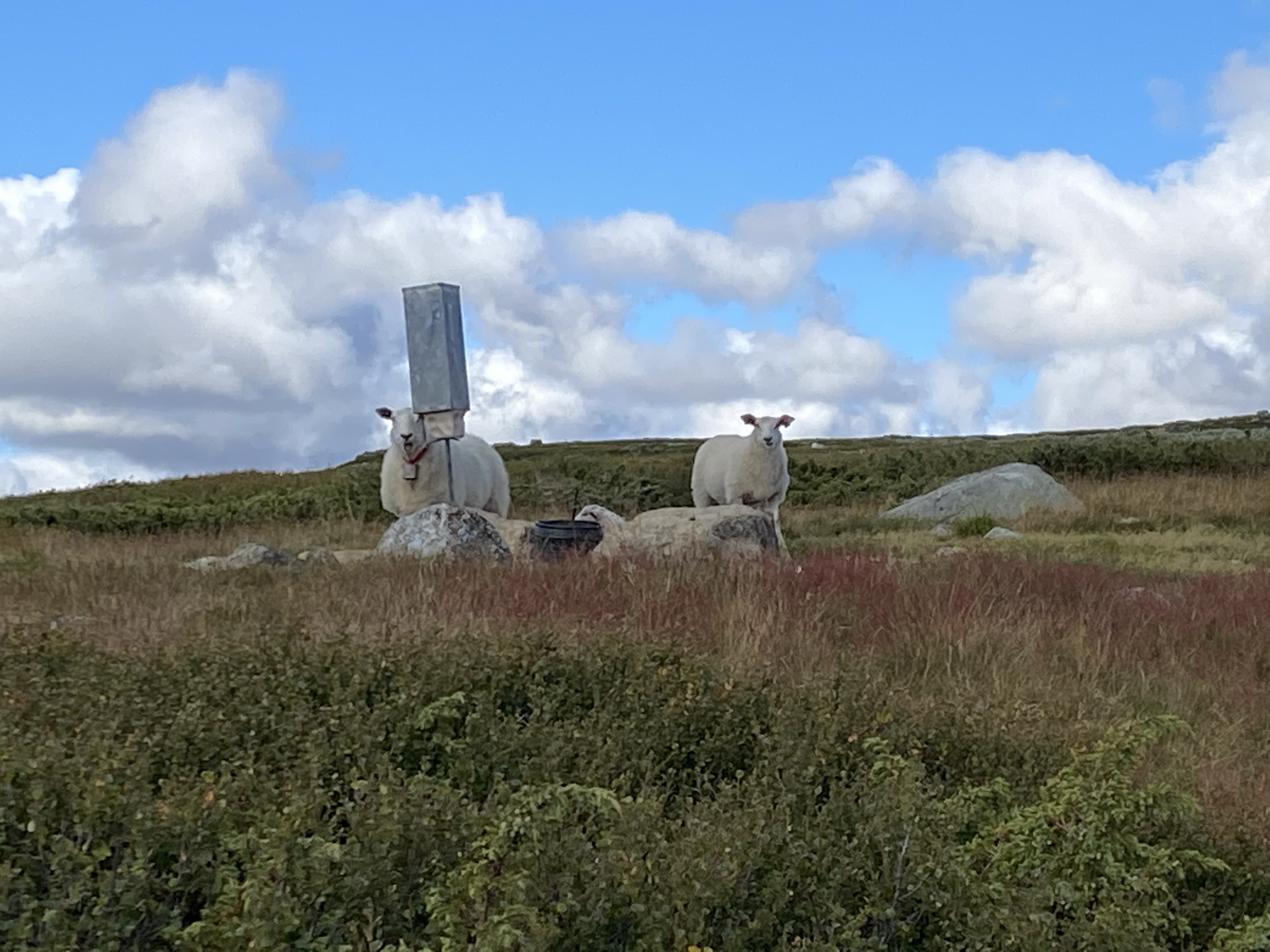 Hardangervidda Tour 2020 Lågaros