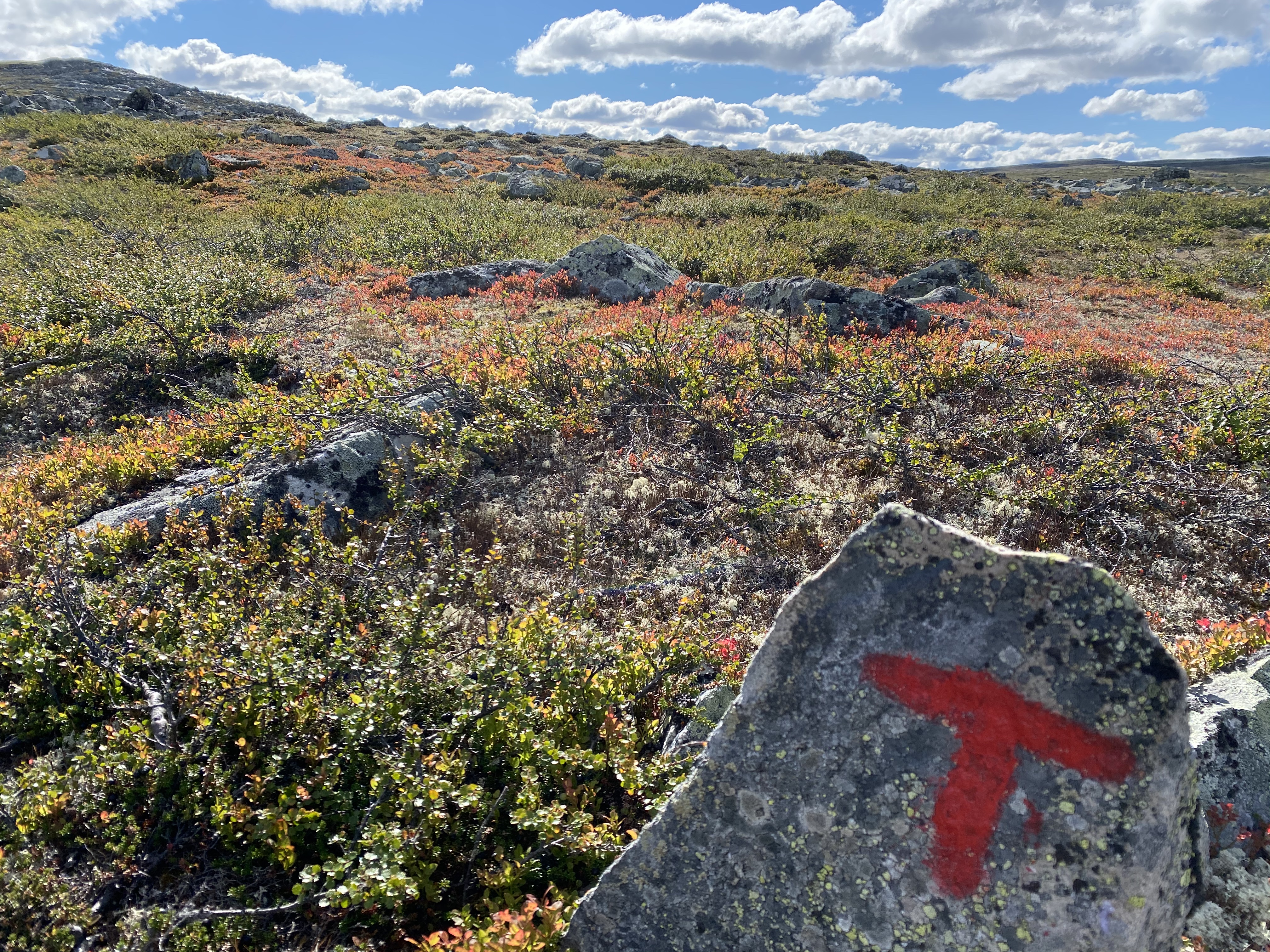 Hardangervidda Tour 2020 Lågaros