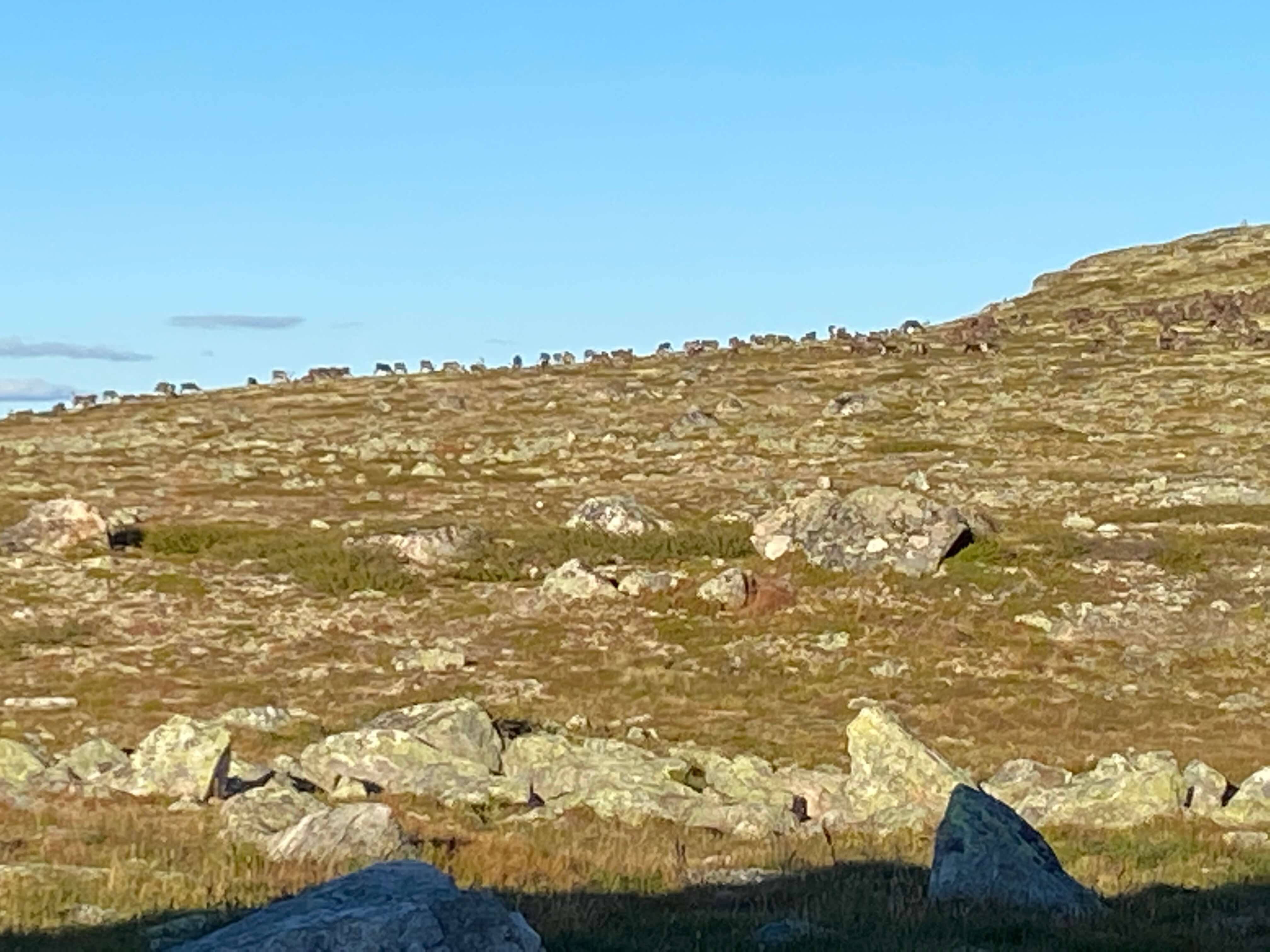 Hardangervidda Tour 2020 Lågaros